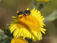 Gedoornde slakkenhuisbij [Osmia spinulosa]